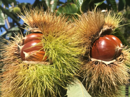 American Chestnut (Chinese Hybrid) | Castanea dentata x mollissima  Dunstan  Online