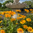 Tuscan Sun  False Sunflower | Heliopsis helianthoides Online now