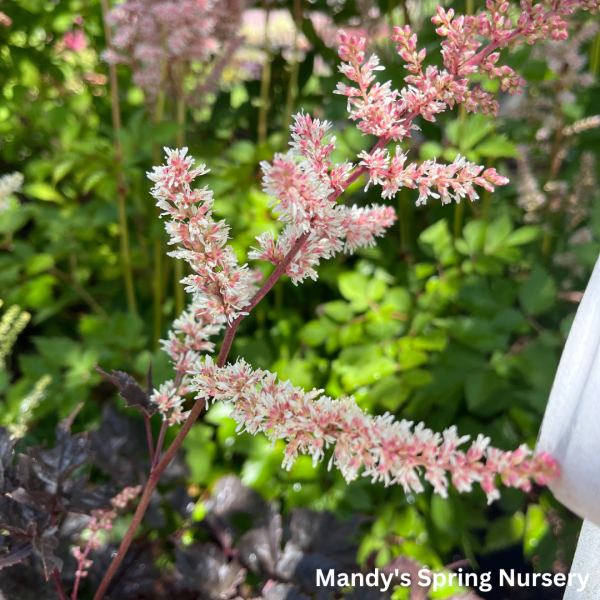 Chocolate Shotgun Astilbe on Sale