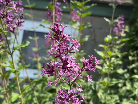 Bare Root- Dark Purple Bloomerang Lilac | Syringa x on Sale