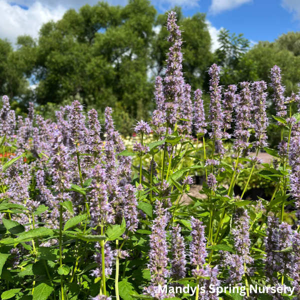 Blue Fortune Anise Hyssop | Agastache Online Sale