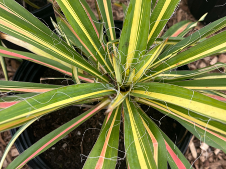 Color Guard Yucca | Yucca filamentosa Discount