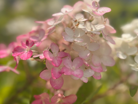 Berry White Hydrangea Tree | Hydrangea paniculata  Renba  Online Sale