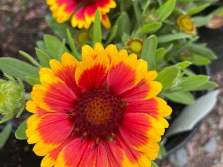 Arizona Sun Blanket Flower | Gaillardia aristata Sale