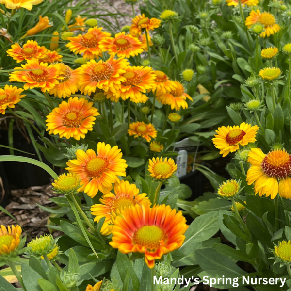 Arizona Apricot  Blanket Flower | Gaillardia a.  Arizona Apricot  For Discount