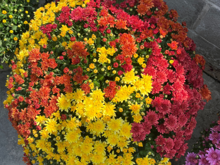 Assorted Fall Mums & Kale Sale