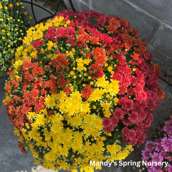 Assorted Fall Mums & Kale Sale