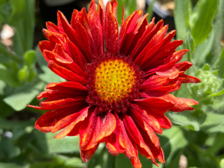 Arizona Red Shades  Blanket Flower | Gaillardia aristata For Discount