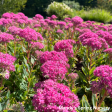 Carl Stonecrop | Sedum Supply