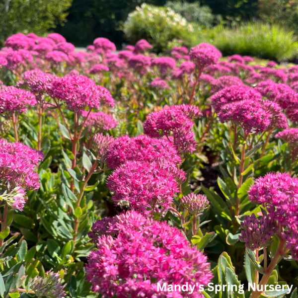 Carl Stonecrop | Sedum Supply