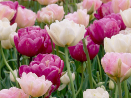 Tulips - Double Dutch Discount