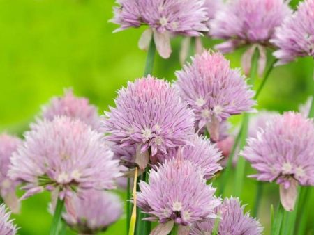 Chives | Allium schoenoprasum Online Sale