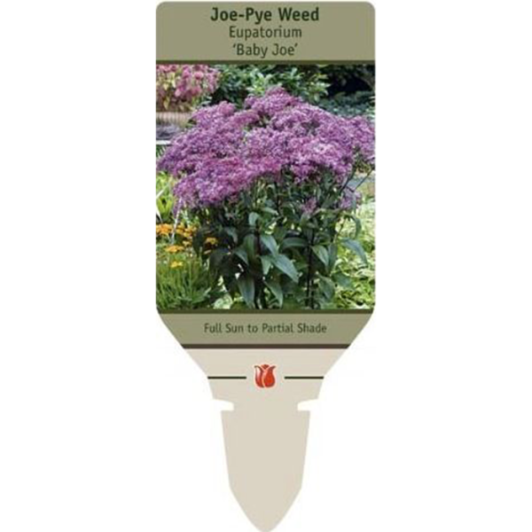 Baby Joe  Pye Weed | Eupatorium dubium Fashion