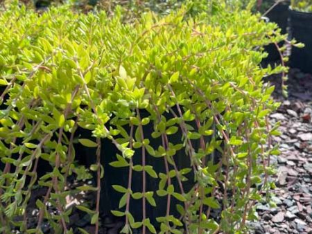 Gold Moss Stonecrop | Sedum Sarmentosum Discount