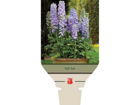 Guardian Lavender Larkspur | Delphinium on Sale