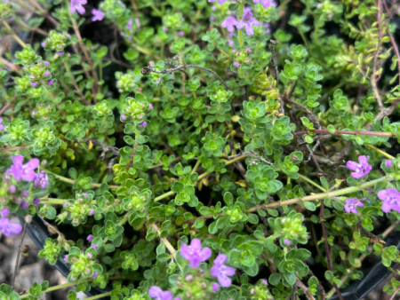 Creeping Thyme | Thymus praecox coccineus For Sale