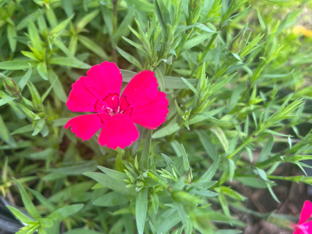 Zing Rose Dianthus Online Sale