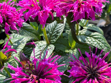 Electric Neon Purple  Bee Balm | Monarda  Electric Neon Purple  Cheap