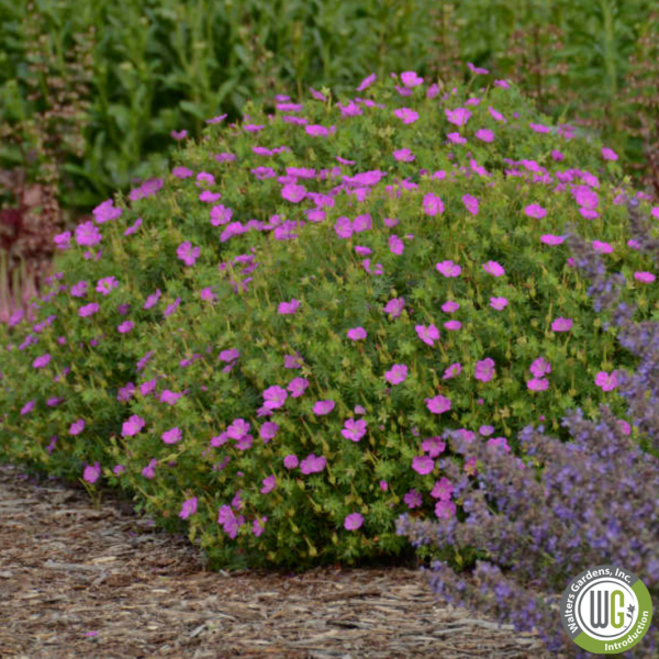 New Hampshire Purple  Hardy Geranium | Geranium sanguineum Supply