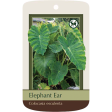 Bulbs - Elephant Ear | Colocasia Esculenta For Sale