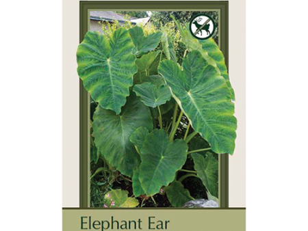 Bulbs - Elephant Ear | Colocasia Esculenta For Sale