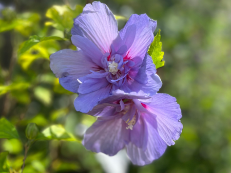 Blue Chiffon Rose of Sharon | Hibiscus syriacus Online