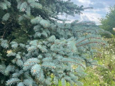 Colorado Blue Spruce | Picea pungens Discount