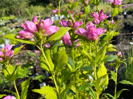 Turtlehead | Chelone obliqua  Rosea  on Sale