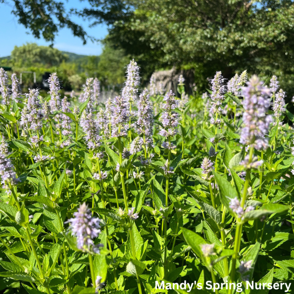 Blue Fortune Anise Hyssop | Agastache Online Sale