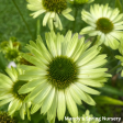 Green Jewel Coneflower | Echinacea purpurea Online