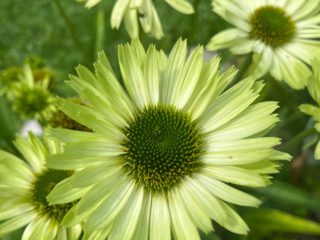 Green Jewel Coneflower | Echinacea purpurea Online