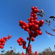 Wildfire Winterberry | Ilex verticillata Online Sale