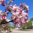 Indian Summer Crabapple | Malus  Indian Summer  Fashion