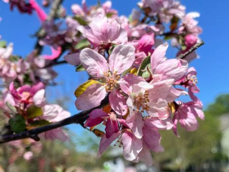 Indian Summer Crabapple | Malus  Indian Summer  Fashion