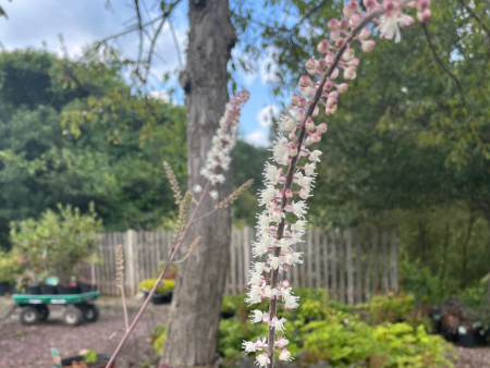 Hillside Black Beauty Bugbane | Actaea simplex Online Sale