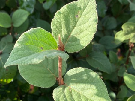 Fragrant Viburnum | Viburnum farreri Online