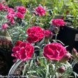 Burgundy Blush Dianthus Online Hot Sale