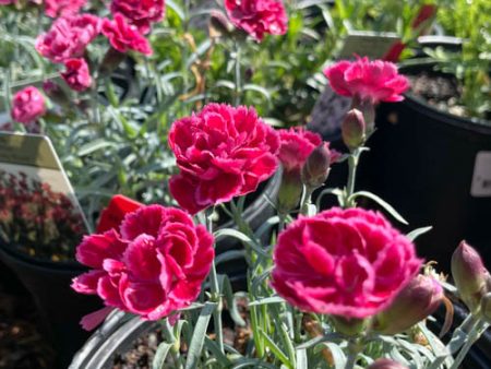 Burgundy Blush Dianthus Online Hot Sale