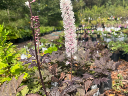 Chocoholic Black Snakeroot (Bugbane) | Cimicifuga Actea Sale