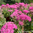 Carl Stonecrop | Sedum Supply