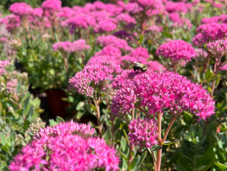 Carl Stonecrop | Sedum Supply