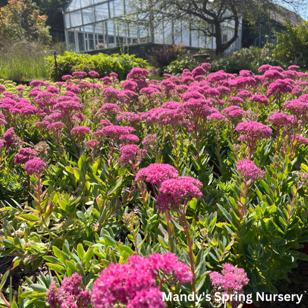 Carl Stonecrop | Sedum Supply