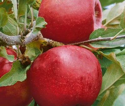 Bare Root Empire Apple | Malus Online now