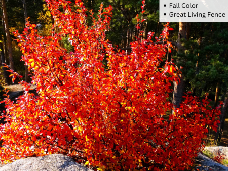 Autumn Brilliance Serviceberry (Shrub-Form) | Amelanchier x grandiflora  Autumn Brilliance  Discount