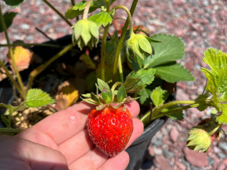 Ft. Laramie Strawberry | Fragaria x ananassa Online Hot Sale