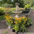 Tuscan Sun  False Sunflower | Heliopsis helianthoides Online now