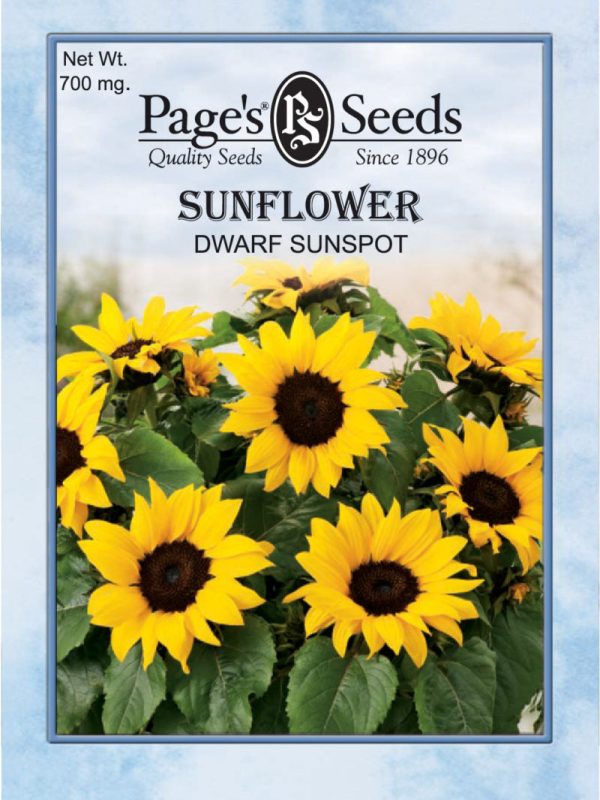 Sunflower- Sunspot Dwarf For Cheap