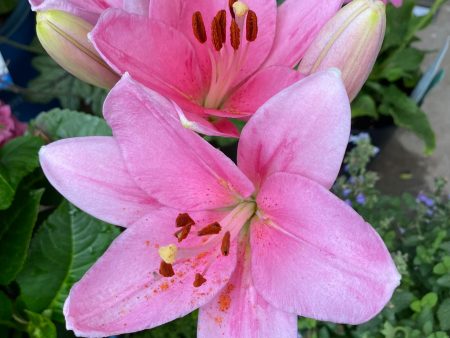 Bulbs - Oriental Lily Mixture For Cheap