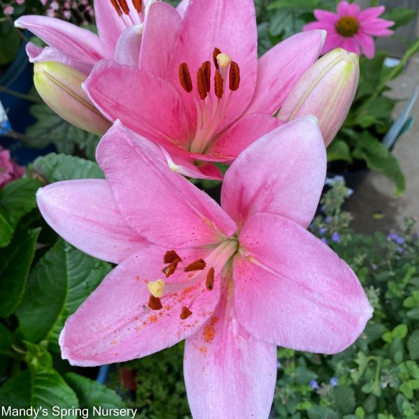 Bulbs - Oriental Lily Mixture For Cheap