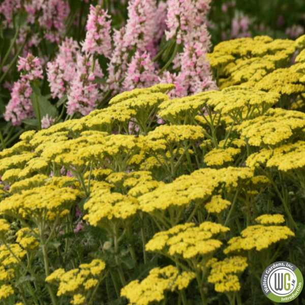 Firefly Sunshine  Yarrow | Achillea  Firefly Sunshine  For Cheap